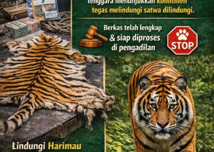 Penanganan Kasus Perdagangan Kulit Harimau di Aceh Tenggara Tegaskan Komitmen Perlindungan Satwa Dilindungi